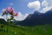 Anello di fiori sui Monti Vindiolo (2056 m) e Vetro (2054 m) da Pian Bracca (1111 m) di Zorzone di Oltre il Colle il 3 giugno 2015 - FOTOGALLERY